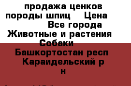 продажа ценков породы шпиц  › Цена ­ 35 000 - Все города Животные и растения » Собаки   . Башкортостан респ.,Караидельский р-н